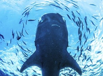 Nado con tiburones ballena