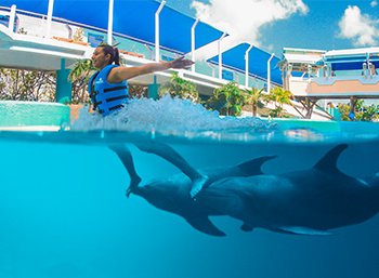 Nado con Delfines